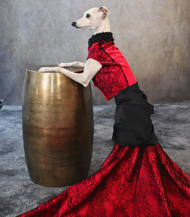 Tika in a red lace gown with a black satin bow, front paws resting on a gold barrel