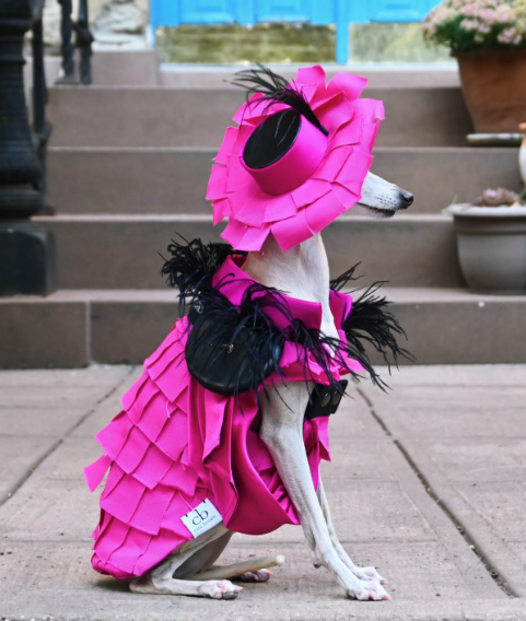 Tika sitting on a sidewalk in a hot pink ruffled coat, feathered hat, and black boa