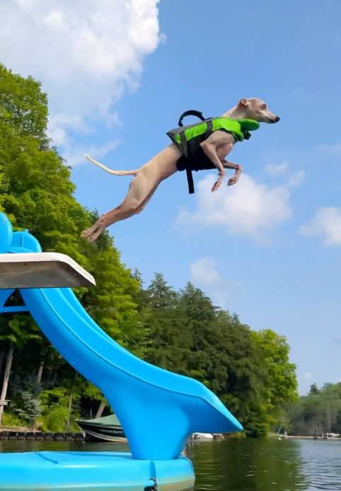 Tika in a green life vest leaping from a blue water slide into a lake